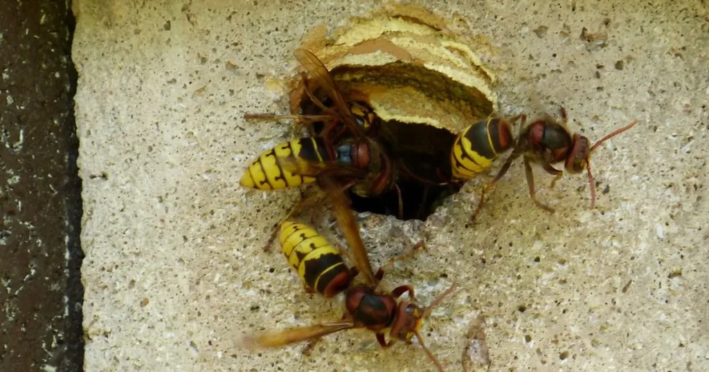 hornet nest removal