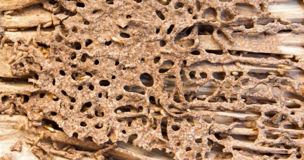 drywall termites on wall