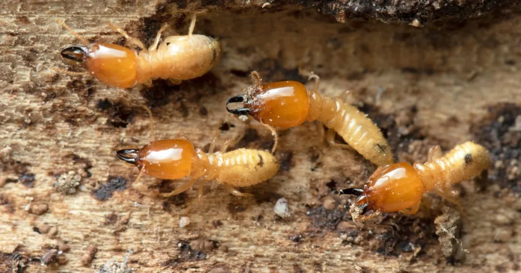 what eats termites