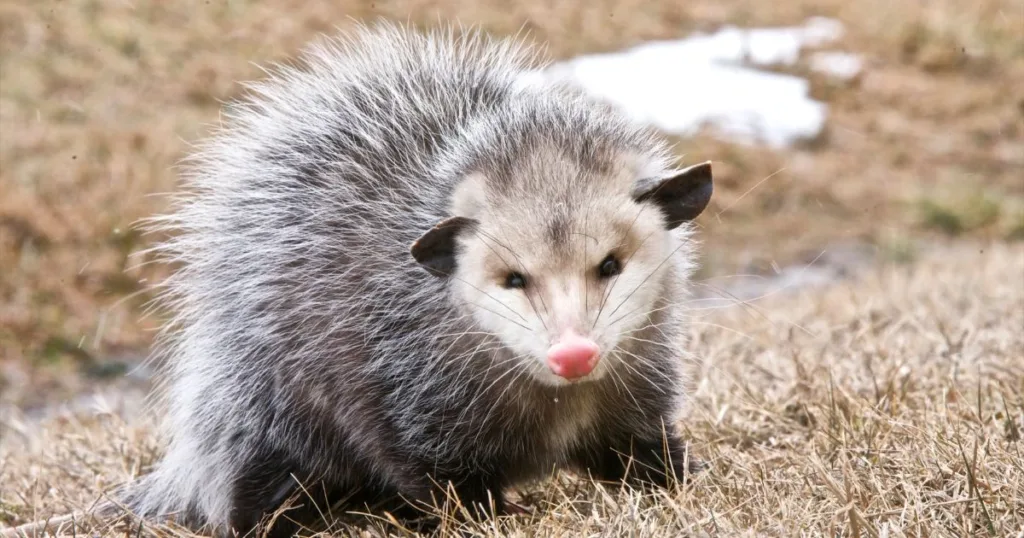 do possums hibernate in the winter
