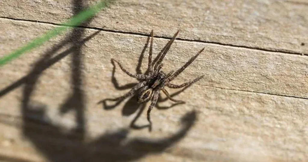 are spiders cold blooded
