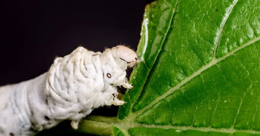 white bugs in house