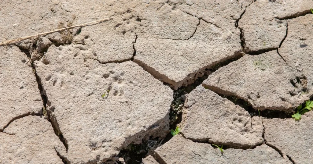 rat footprints