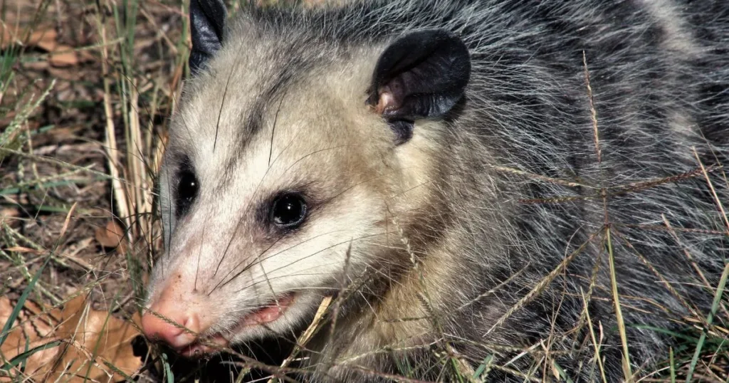 are opossums blind