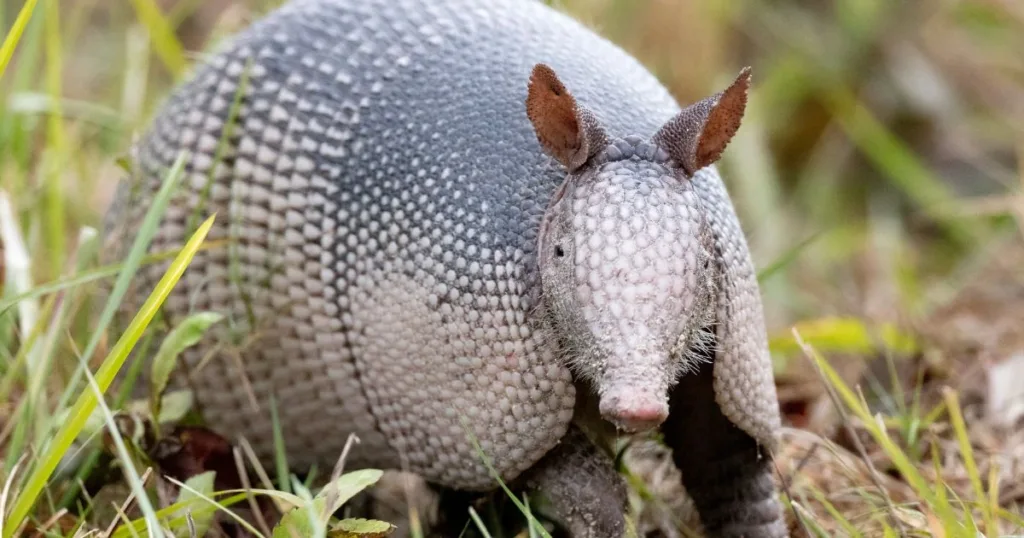 armadillo face