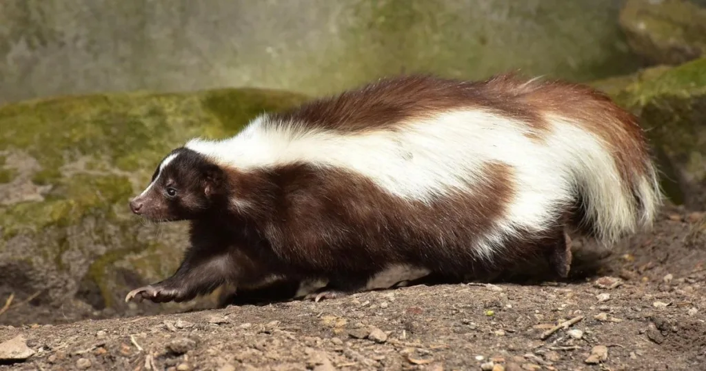 skunk smell in car
