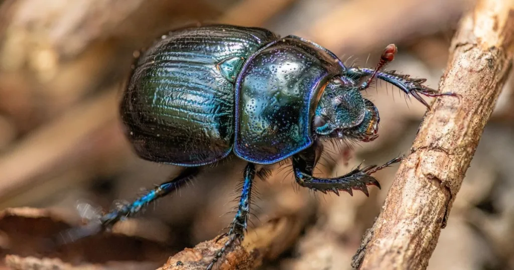 what do beetles eat