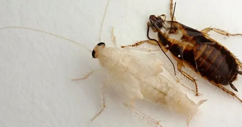 white cockroach
