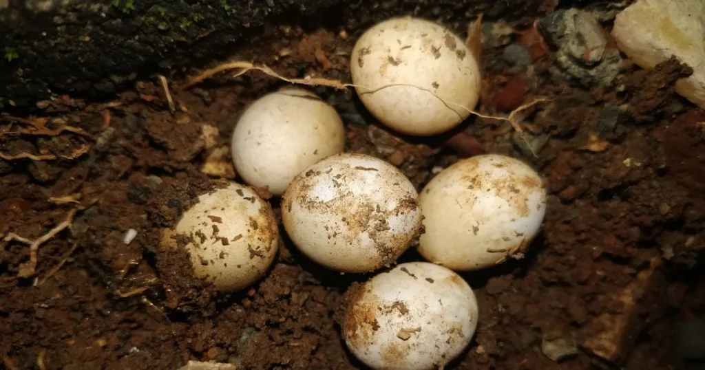 do lizards lay eggs