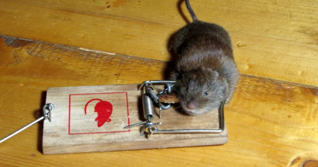 how to get rid of rats at home