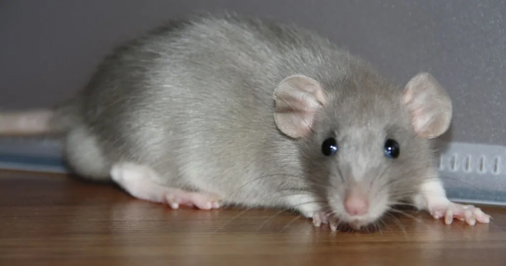 peppermint oil for mice