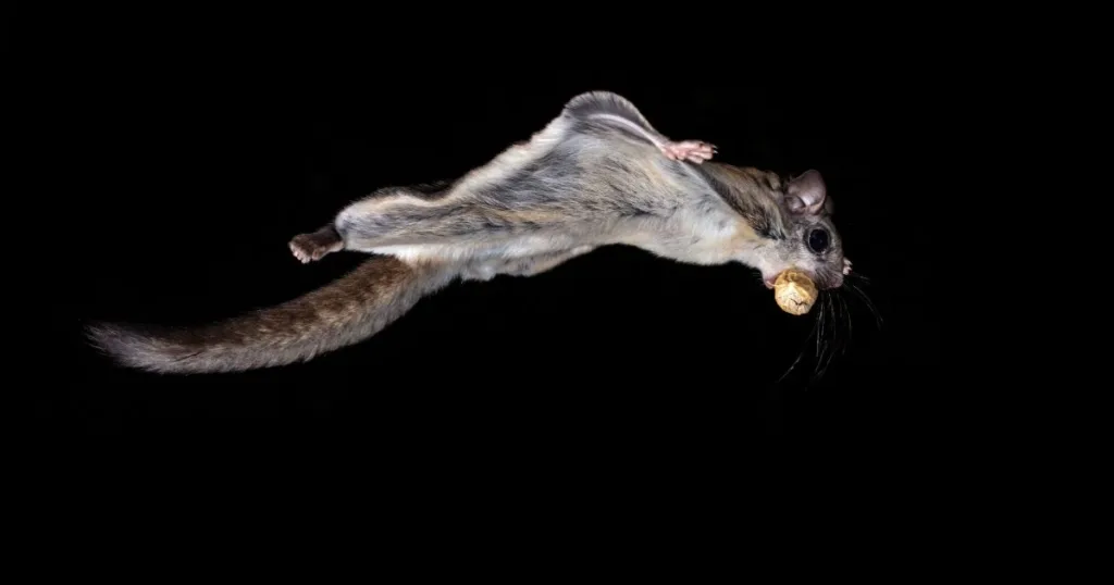 southern flying squirrel