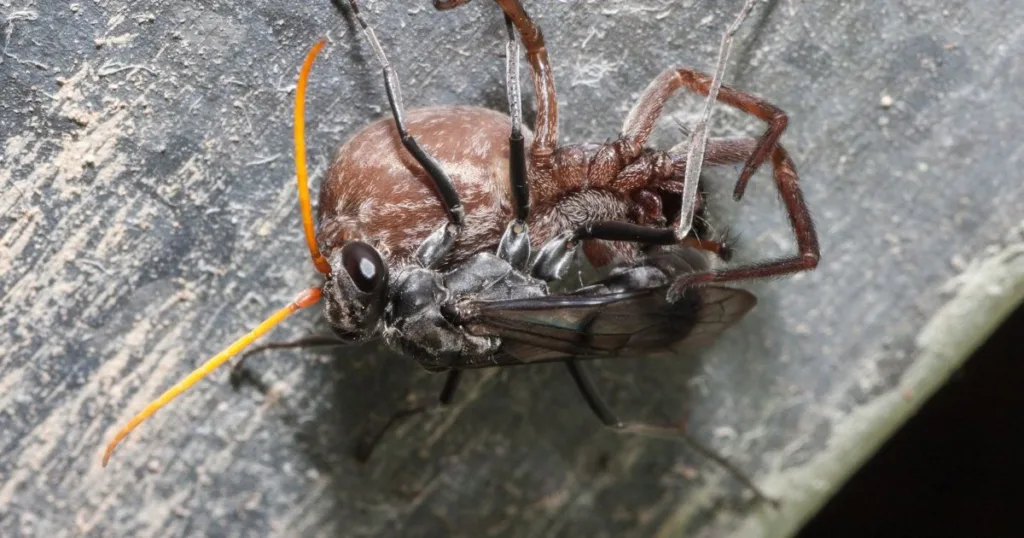 spider wasp