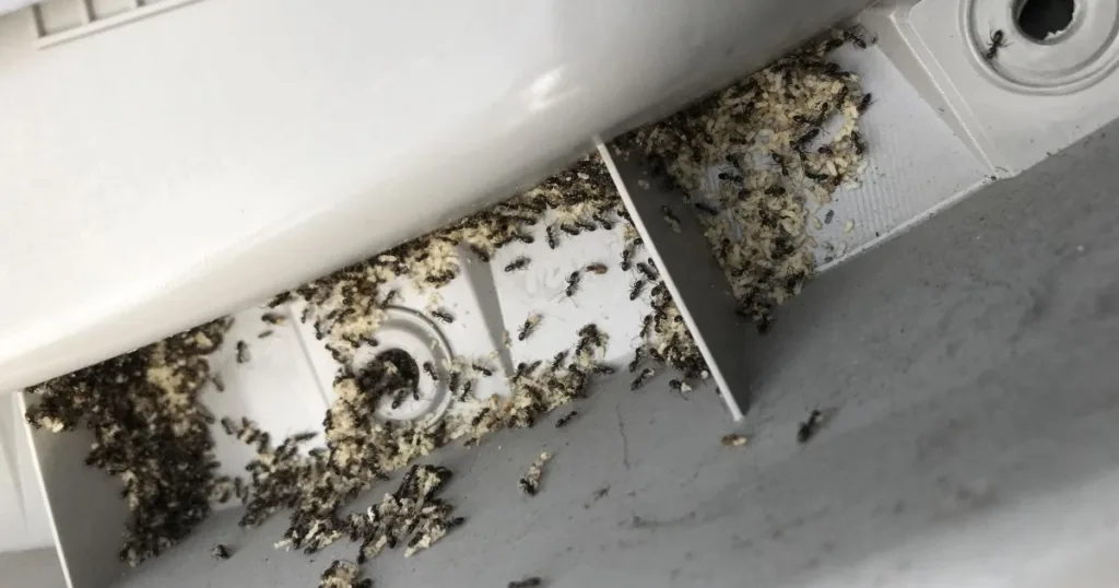 ants in my car