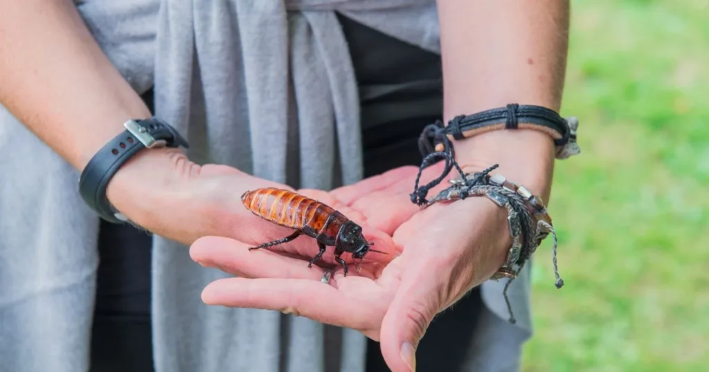 biggest roach in the world