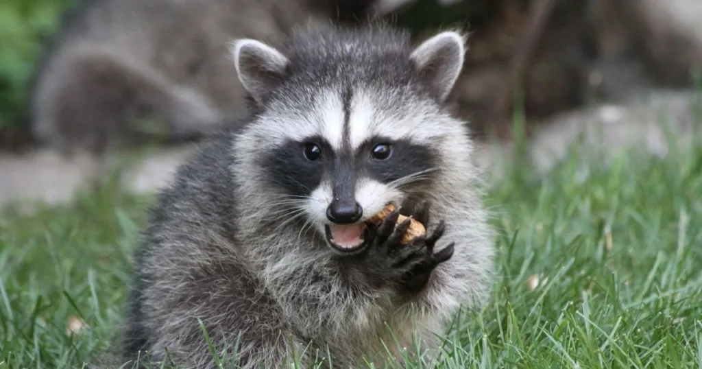 racoon paws