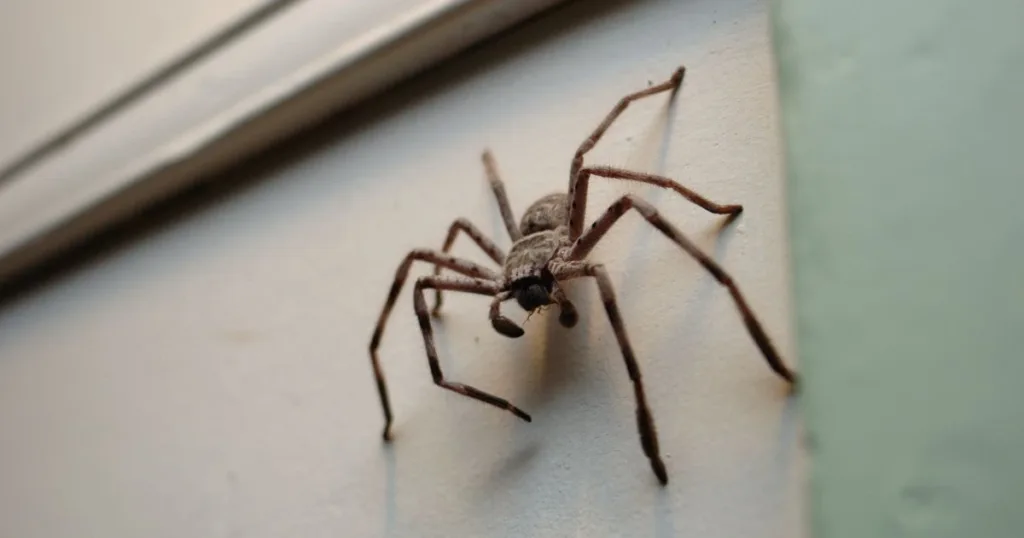 spider life cycle
