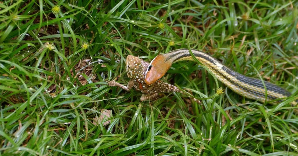 Are Snakes Omnivores