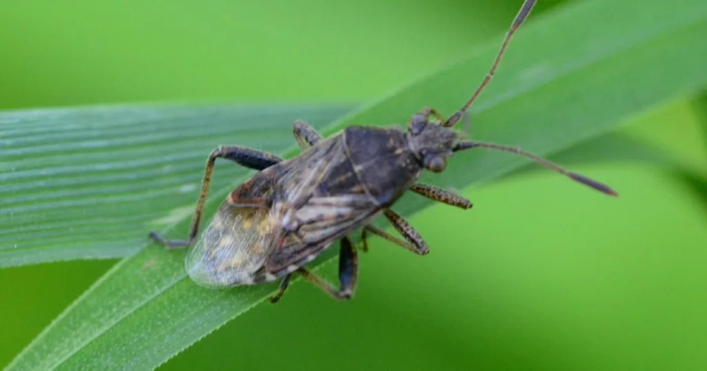 bugs that look like cockroach