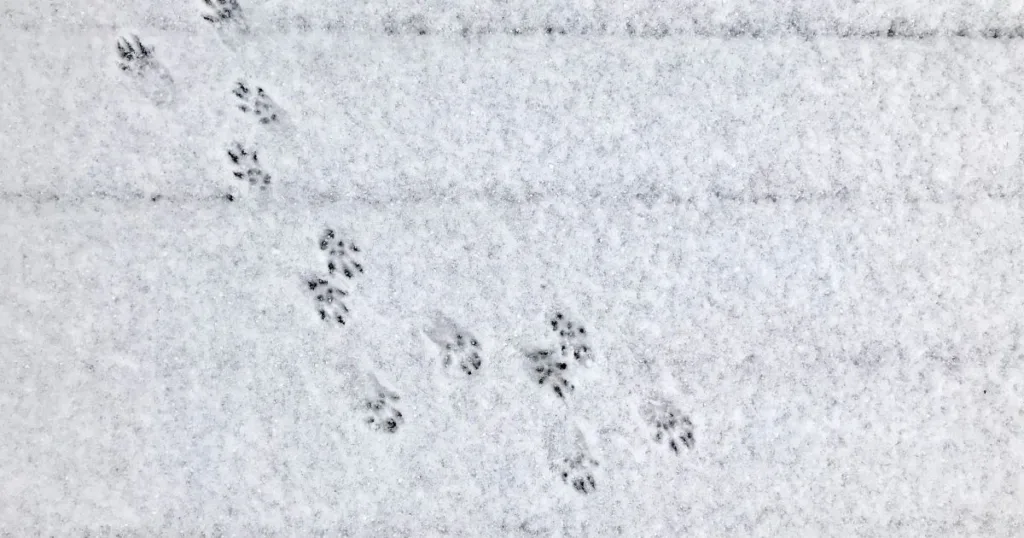 squirrel footprints