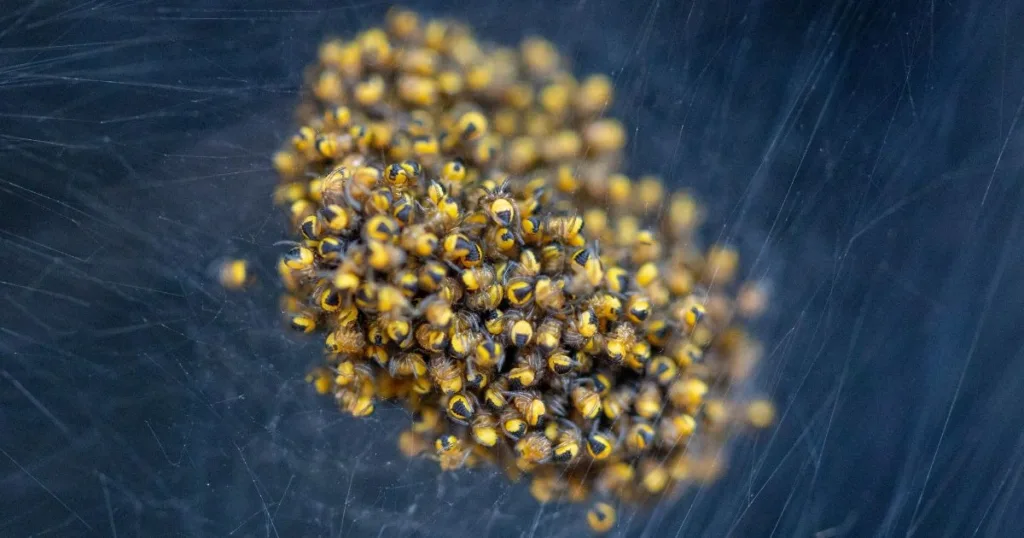 spider eggs on wall