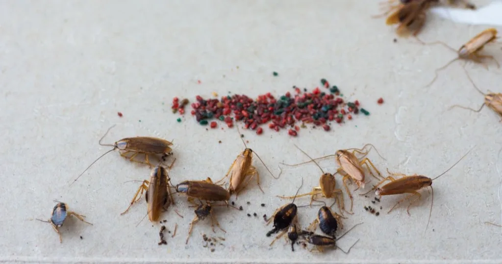 baby cockroach