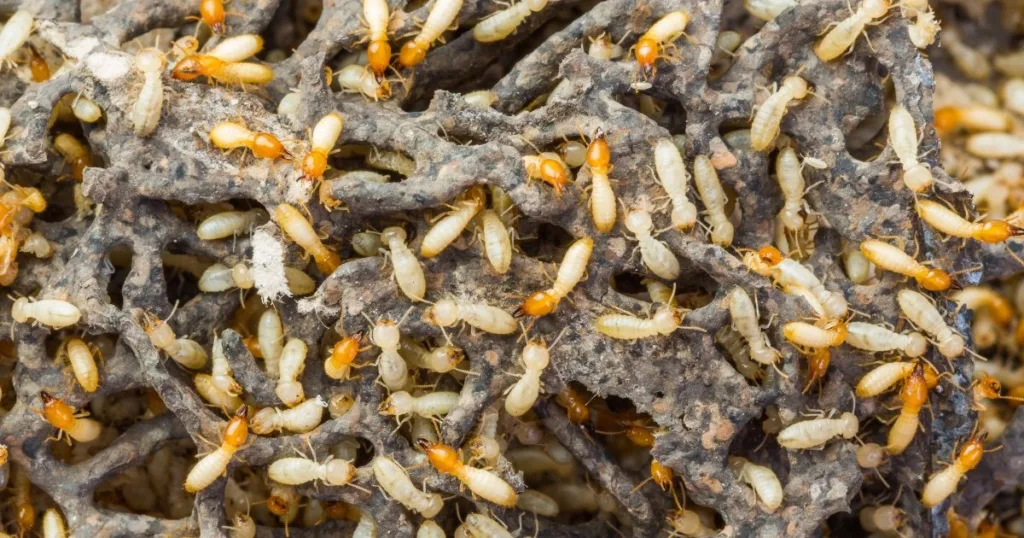 termite droppings