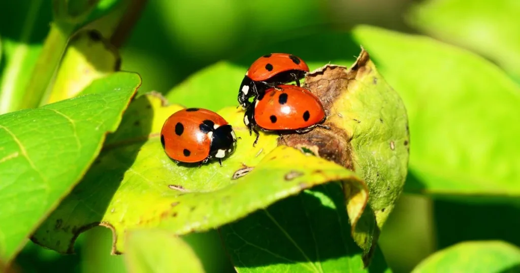 do ladybugs bite