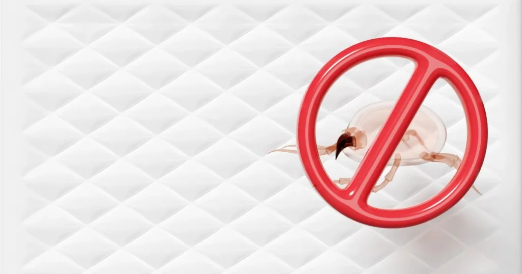 bed bug poop