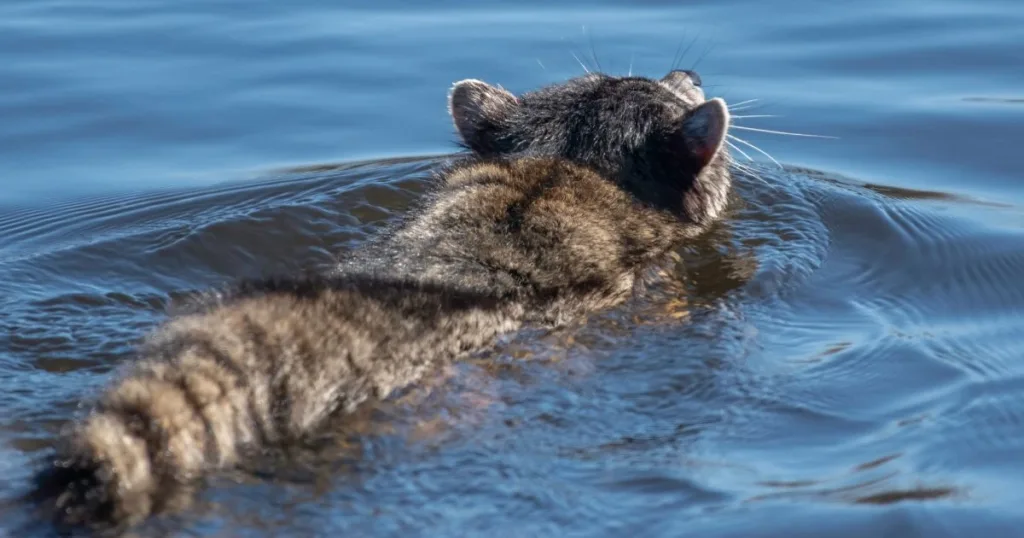 can raccoons swim