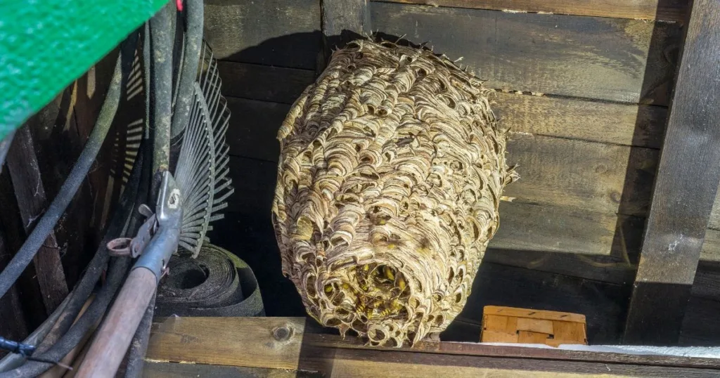 hornet nest removal