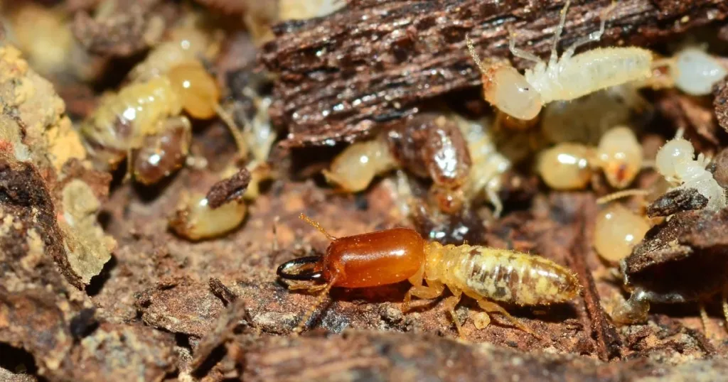 drywall termites on wall
