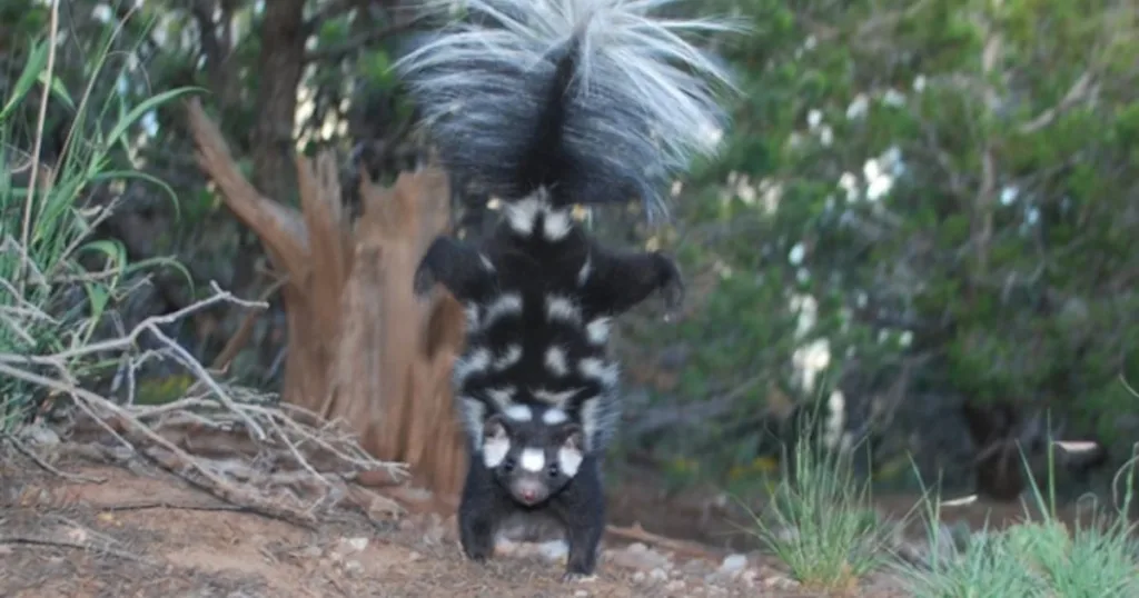 how to get skunk smell out of car
