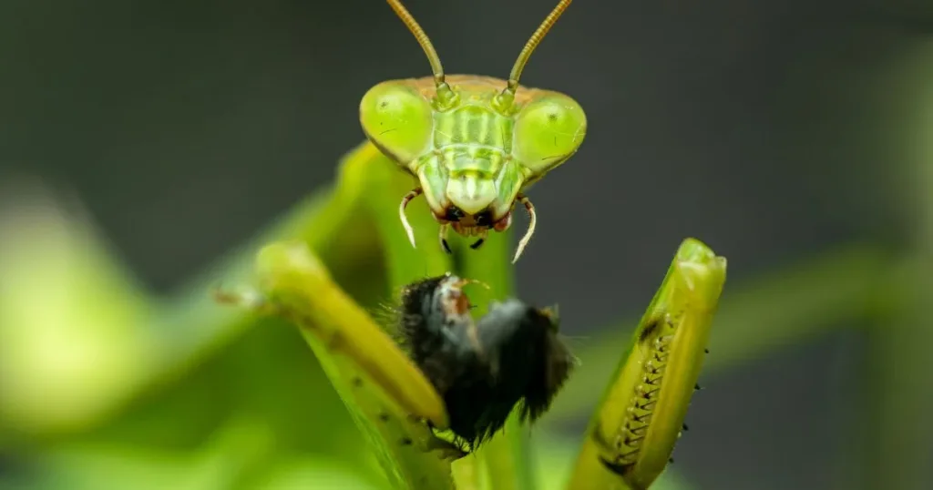 what eats termites