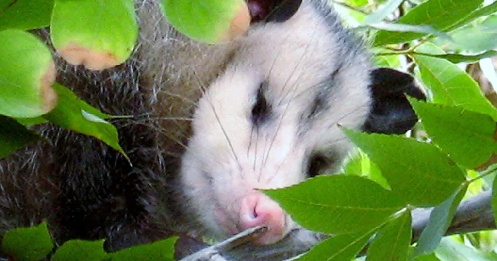 do possums hibernate in the winter
