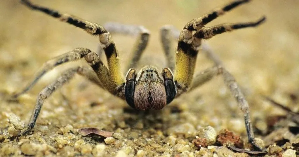 are spiders cold blooded