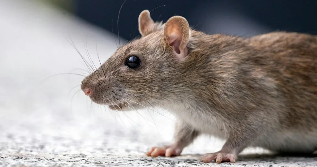 rat footprints