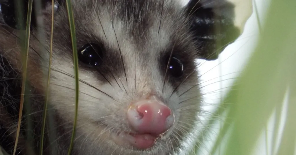 are opossums blind