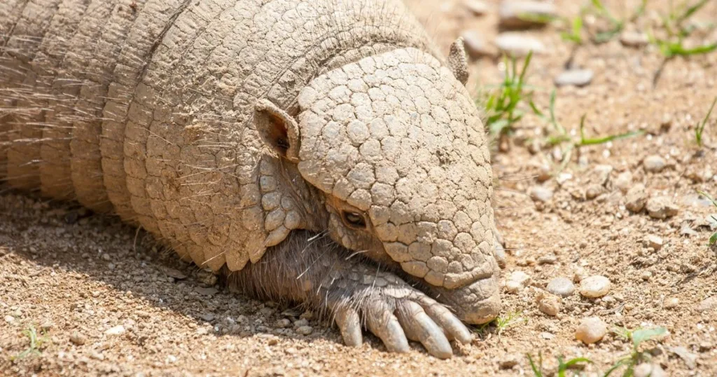 armadillo face