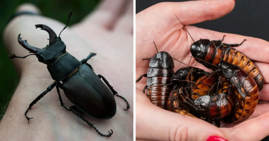 beetle vs cockroach