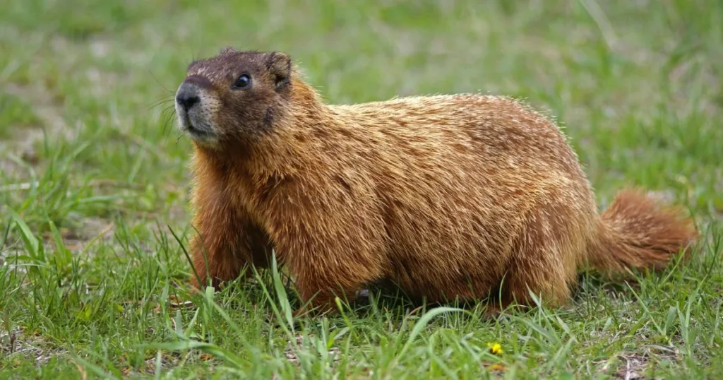 gopher vs groundhog