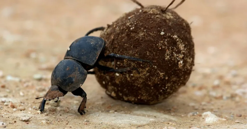 what do beetles eat