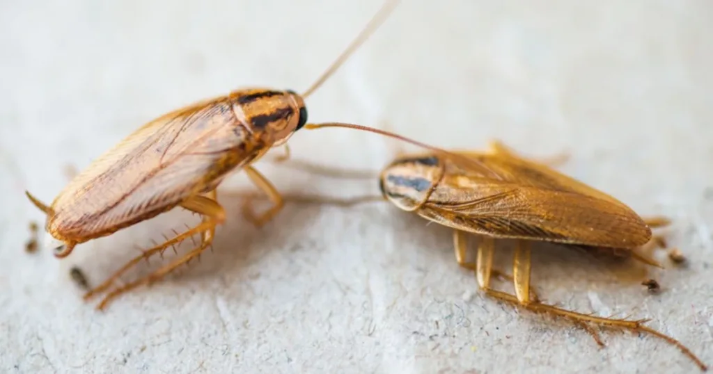 white cockroach