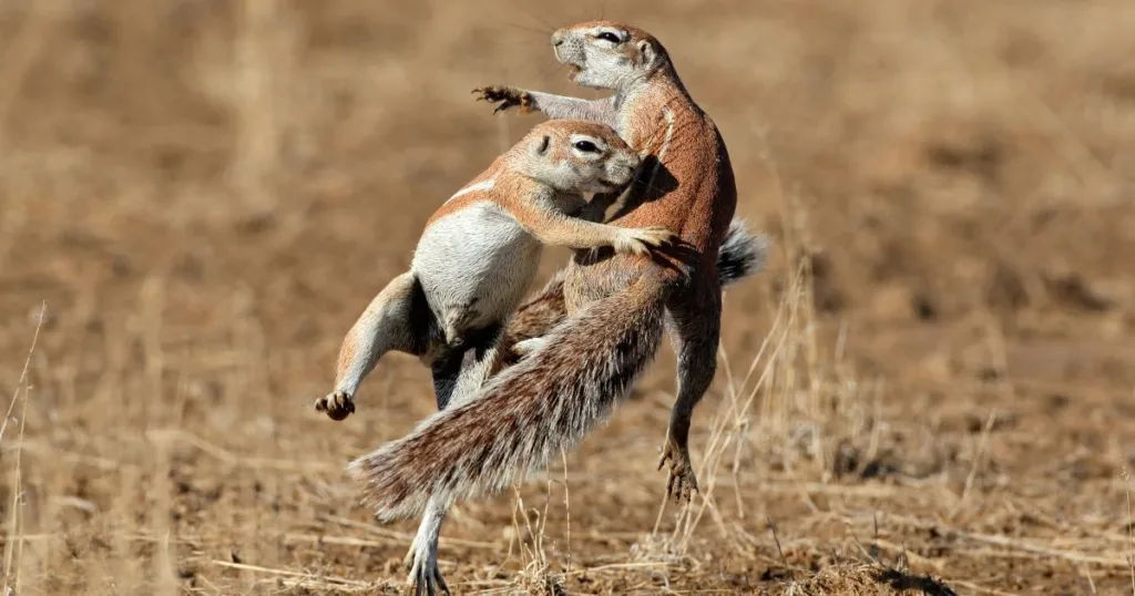 squirrel mating season