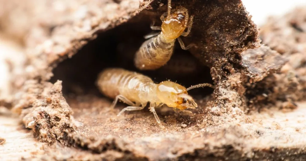 carpenter ants vs termites