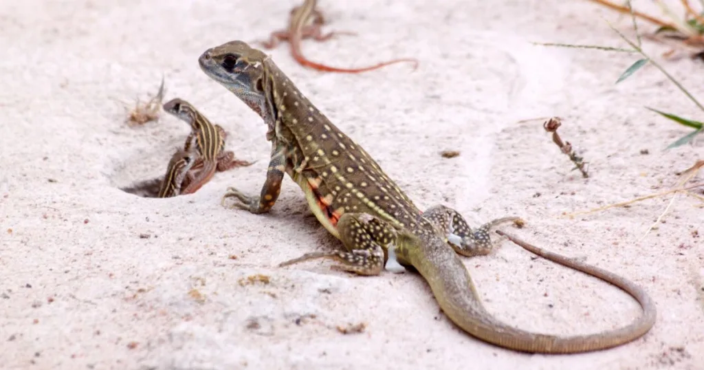 do lizards lay eggs