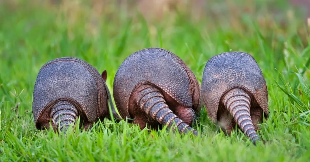 what keeps armadillos away