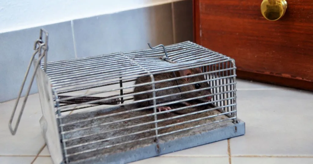 how to get rid of rats at home