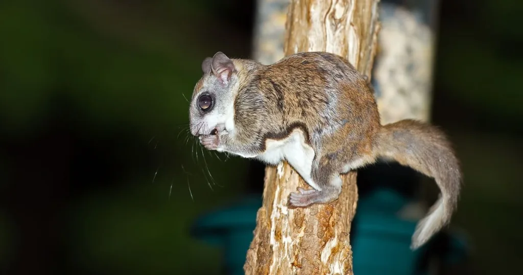 southern flying squirrel