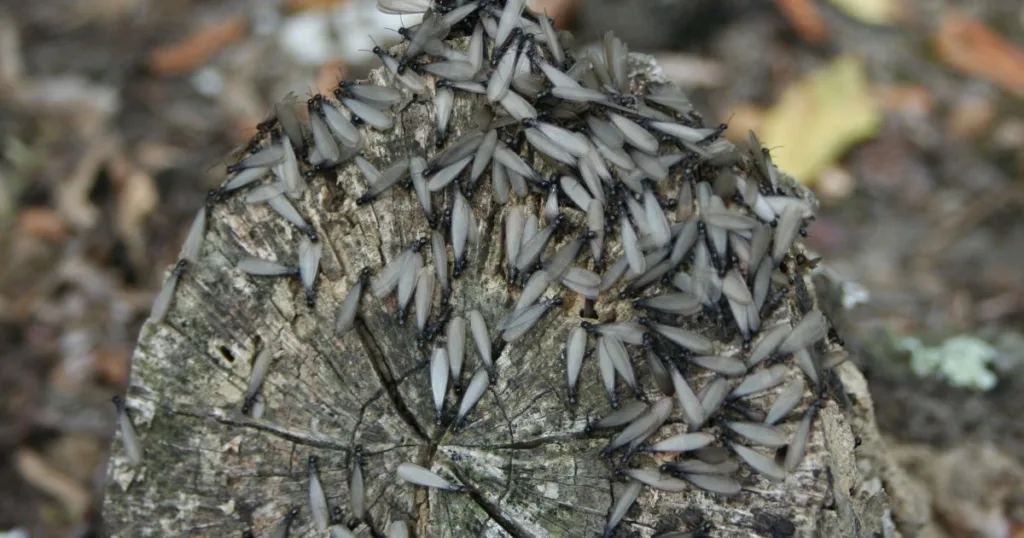 swarmers termites